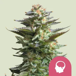 Harzige Blüte von Amnesia Haze von Royal Queen Seeds, Sativa-Cannabissorte.