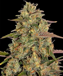 Blüte von Amnesia Lemon von Barney's Farm, zitrische Cannabissorte.