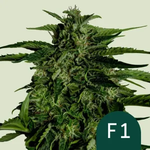 Harzige Blüte von Apollo F1 Auto von Royal Queen Seeds, selbstblühende Cannabissorte.