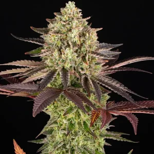 Blüten von Apple Fritter von Barney's Farm, Cannabissorte.