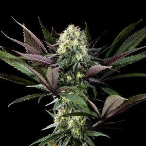 Bereifte Blüten von Apple Fritter von Kannabia, Cannabissorte.