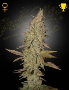 Blüte von Arjan's Ultra Haze #1 von Green House, Sativa-Cannabissorte.