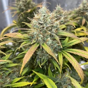 Blüte von Auto Banana Blaze, selbstblühende Cannabissamen mit Bananenaroma.