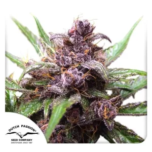 Blüte von Auto Blackberry Kush, selbstblühende Cannabissamen.