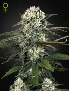 Blüte von Auto Bomb von Green House, selbstblühende Cannabissorte.