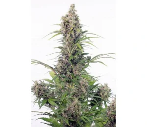 Pflanze von Auto CBD White Widow, selbstblühende CBD-reiche Cannabissorte.