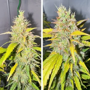 Pflanze von Auto Candy Bubatz XL, selbstblühende Cannabissorte.