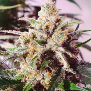 Pflanze von Auto Colorado Cookies in der Blütephase, selbstblühende Cannabissorte.
