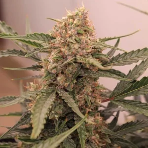 Blüte von Auto Kerosene Krash, selbstblühende Cannabissamen.