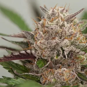 Blüte von Mimosa Punch Auto, selbstblühende Cannabissamen.