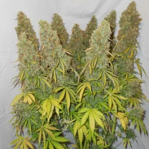Blüte von Auto Think Different, selbstblühende Cannabissamen.