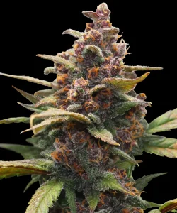 Harzige Blüte von Ayahuasca Purple von Barney's Farm, Cannabissorte.