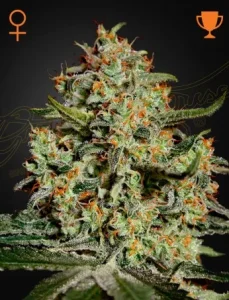 Blüte von Big Bang von Green House, Cannabissorte.