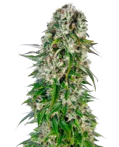 Blüte von Big Bud Auto von Sensi Seeds, selbstblühende Cannabissorte.