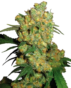 Blüte von Big Bud von Sensi Seeds, ertragsstarke Cannabissorte.