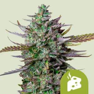 Harzige Blüte von Blue Cheese Auto von Royal Queen Seeds, selbstblühende Cannabissorte.