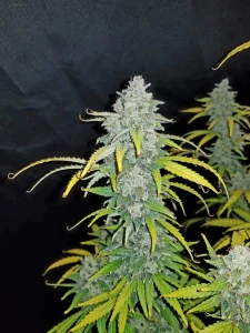 Harzige Blüte von Blue Dream Auto von Fast Buds, selbstblühende Cannabissorte.