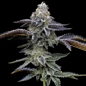 Blüten von Blue Dream von Barney's Farm, Sativa-Cannabissorte.