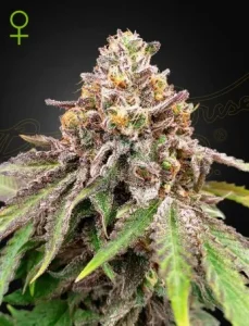 Blüte von Blue Haze x Gelato 41 Auto von Green House, selbstblühende Cannabissorte.
