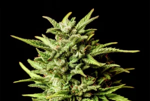 Blüte von Break-Up Cake Auto von Kannabia, selbstblühende Cannabissorte.