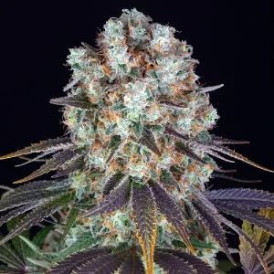 Bereifte Blüten von Bruce Banner, potente Cannabissorte.