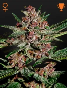 Blüte von Bubba Kush von Green House, Indica-Cannabissorte.