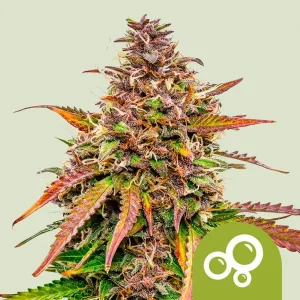 Blüte von Bubble Kush Auto von Royal Queen Seeds, selbstblühende Cannabissorte.