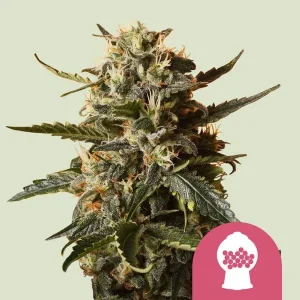Blüte von Bubblegum XL von Royal Queen Seeds, Cannabissorte mit Kaugummi-Aroma.