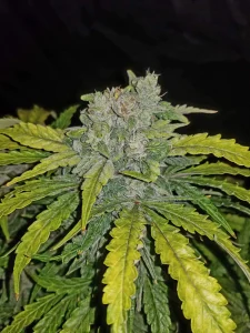 Harzige Blüte von CBD Auto 1:1 (CBD Crack), selbstblühende Cannabissorte.