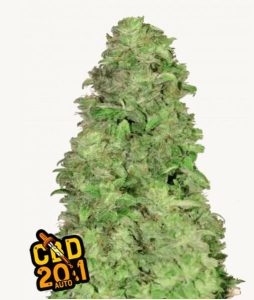 Blüte von CBD Auto 20:1, selbstblühende Cannabissorte mit hohem CBD-Verhältnis.