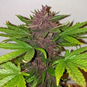 Pflanze von Auto CBD Blackberry Kush, selbstblühende CBD-reiche Cannabissorte.