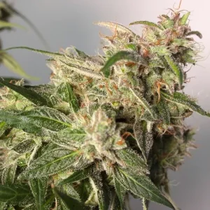 Blüte von CBD Auto Charlotte's Angel, selbstblühende CBD-reiche Cannabissorte.