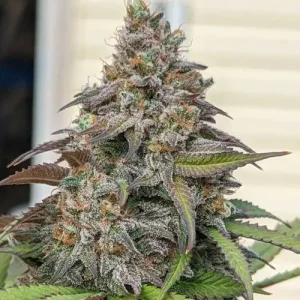 Blüte von CBD Charlotte's Angel, CBD-reiche Cannabissorte.