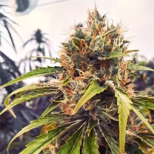 Blüte von CBG-Force, CBG-reiche Cannabissorte.