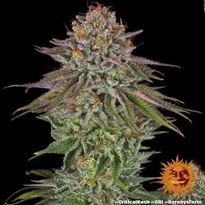 Harzige Blüte von Critical Kush von Barney's Farm, Cannabissorte.