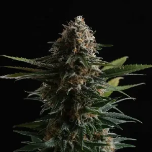 Blüten von Candy Cream Go Fast von Kannabia, schnell blühende Cannabissorte.