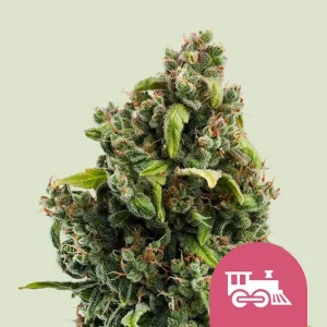 Blüte von Candy Kush Express Fast von Royal Queen Seeds, schnell blühende Cannabissorte.
