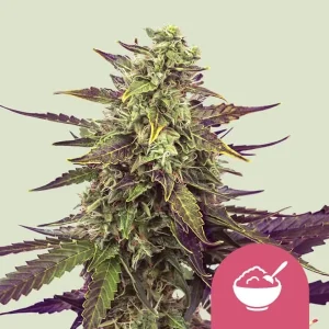 Harzige Blüte von Cereal Milk von Royal Queen Seeds, Cannabissorte.
