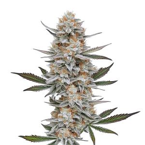 Nahaufnahme der Blüte von Chemdog #4, Cannabissorte von Blimburn Seeds.