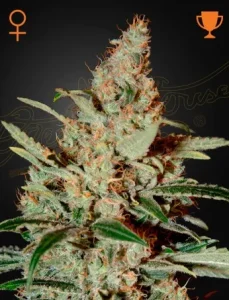 Blüte von Chemdog von Green House, Diesel-Cannabissorte.