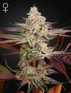 Blüte von Chemical Bride von Green House, Cannabissorte.