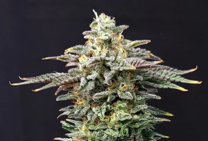 Blüte von Cherry Dream von Kannabia, Cannabissorte.