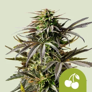 Harzige Blüte von Cherry Pie Auto von Royal Queen Seeds, selbstblühende Cannabissorte.