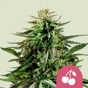 Blüte von Cherry Pie von Royal Queen Seeds, Cannabissorte mit Kirscharoma.