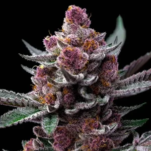 Violett bereifte Blüte von Cherry Poppers, Cannabissorte.