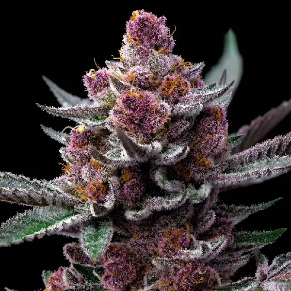 Violett bereifte Blüte von Cherry Poppers, Cannabissorte.
