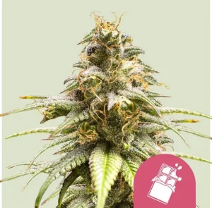 Harzige Blüte von Chocolate Haze von Royal Queen Seeds, Cannabissorte.