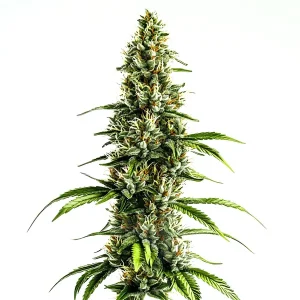 Pflanze von Chocolopez in der Blütephase, Cannabissorte von Blimburn Seeds.
