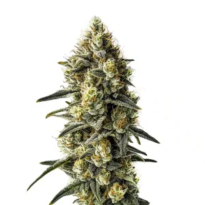 Nahaufnahme der Blüte von Cindy 99, Cannabissorte von Blimburn Seeds.