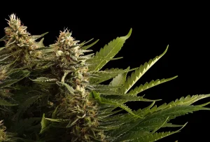 Blüte von Colombian Jack von Kannabia, Sativa-Cannabissorte.